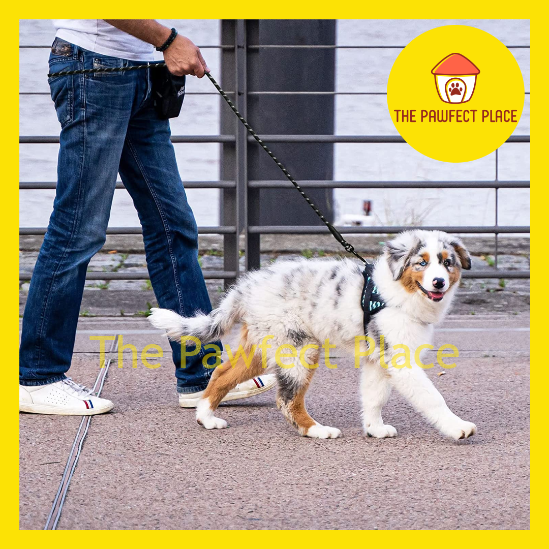 1.5m Durable Nylon Reflective Dog Leash With Comfortable Padded Handle (5' Long)