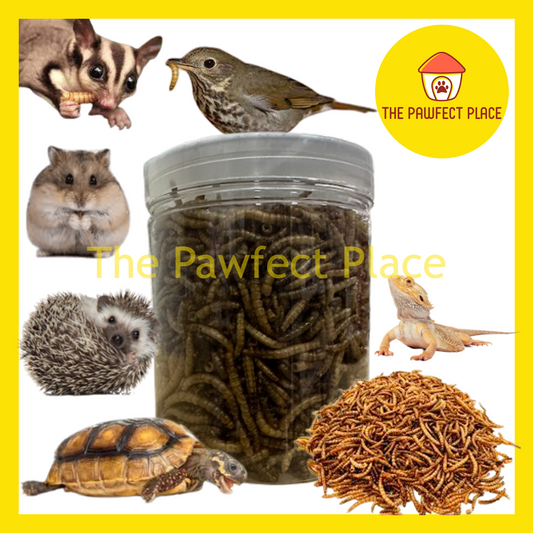 100g Dried Mealworm Treat Food Turtle Hamster Hedgehog Sugar Glider Parrots Bird Chicken Kura Penyu Makanan